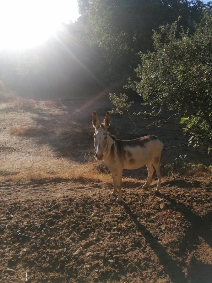 Casa Rural El Olivo Αραθένα Εξωτερικό φωτογραφία